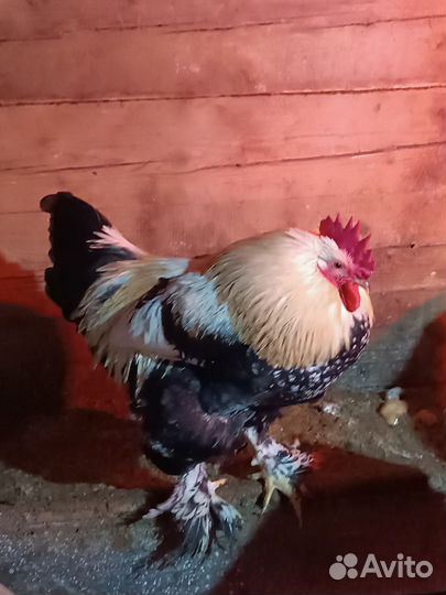 Молодые петухи