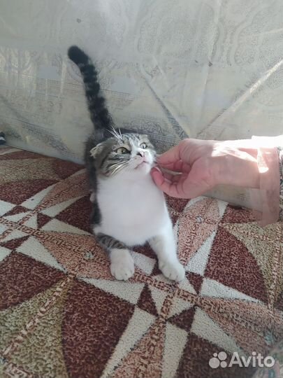 Кошка в дар