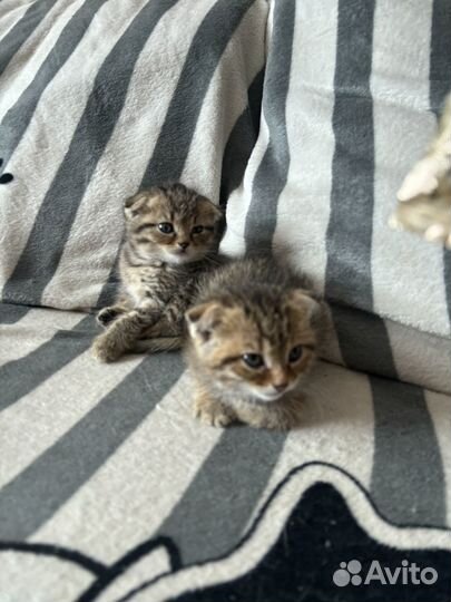 Кошки