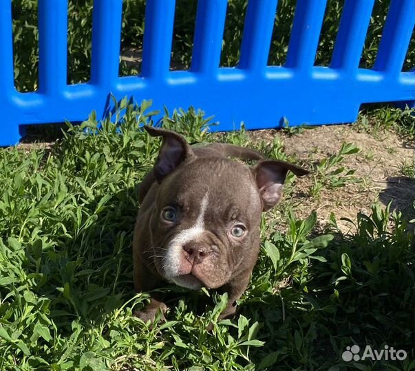 Американский булли девочки микро экзот