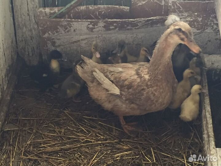 Утята гусята цыплята индюшата крольчата