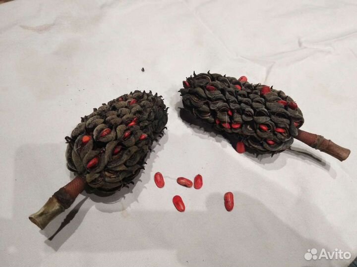 Магнолия