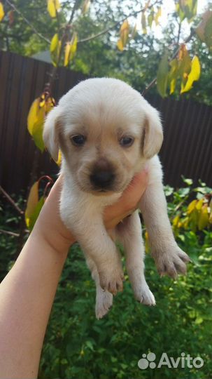 Щенки бесплатно