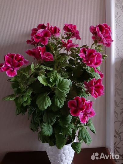 Пеларгония, герань