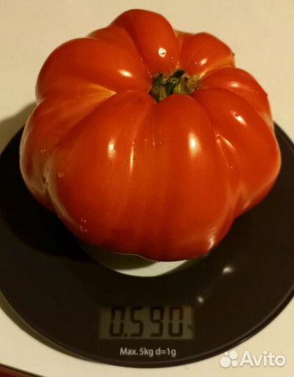 Семена коллекционных томатов