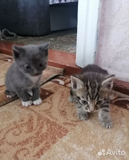 Бенгальские котята