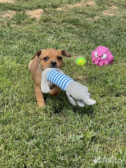 Щенки Стаффордширского бультерьера