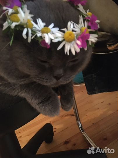 Шотландский кот вязка