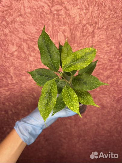 Ficus Benjamina Reginald (Фикус Реджинальд)