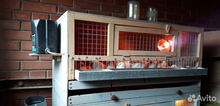 Оборудование для птиц