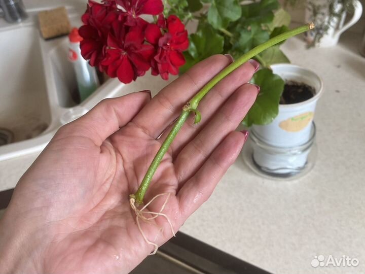 Герань пеларгония плющелистная