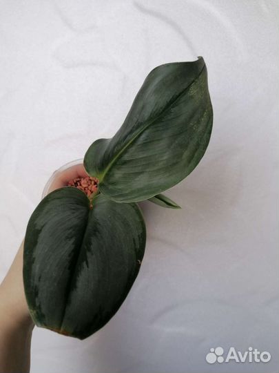 Сциндапсус Мунлайт/Scindapsus treubii Moonlight