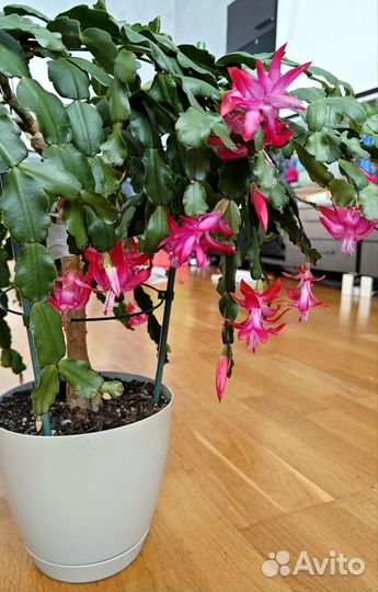 Декабрист на штамбе