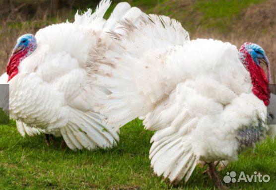 Инкубационное яйцо индейки хайбрид конвертер