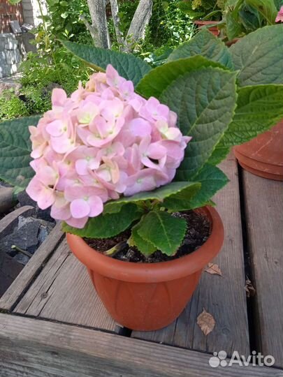 Гортензия крупнолистная сорт бесконечное лето