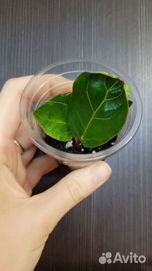 Фикус лирата бамбино