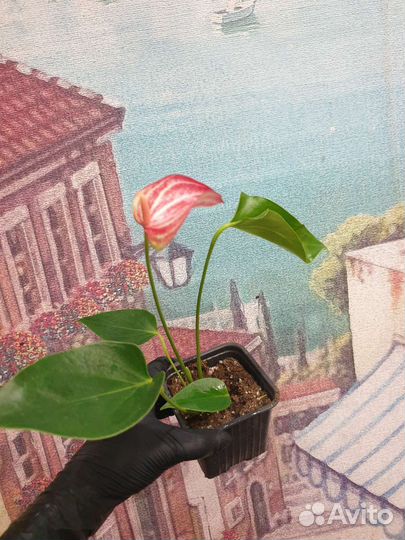 Антуриум ливиум