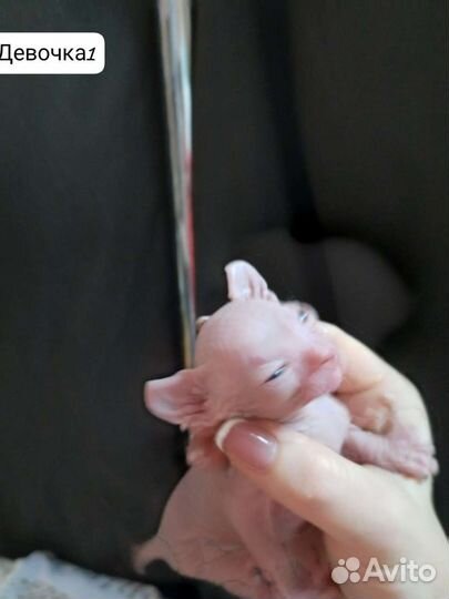 Канадский сфинкс эльф котенок