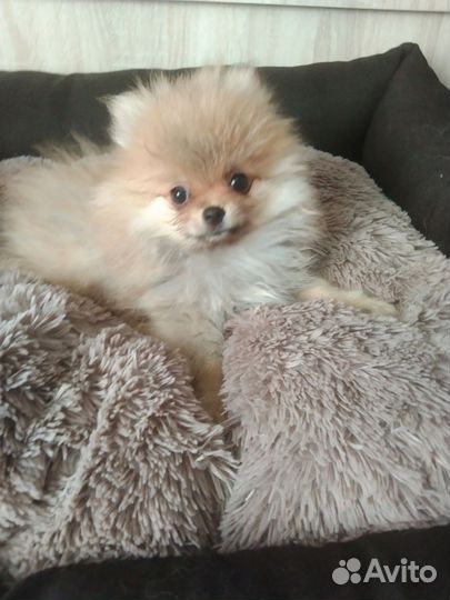 Щенки шпица