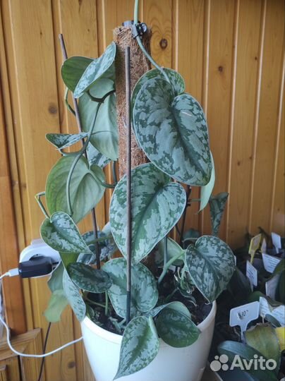 Сциндапсус Пиктус Треби