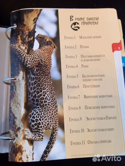 В мире дикой природы. Атлас