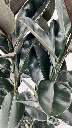 Фикус эластика Абиджан, 3 ст, высокий, в подарок