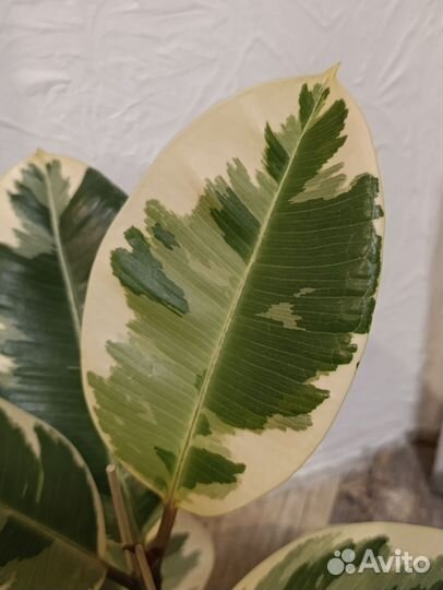 Фикус Тинеке