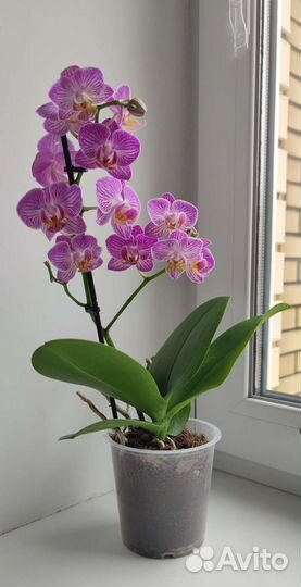 Орхидея фаленопсис