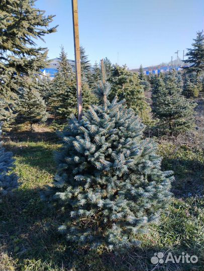 Ель голубая, зеленая. Туи колумна, брабант