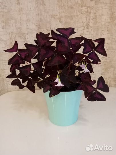 Кислица оксалис ростки