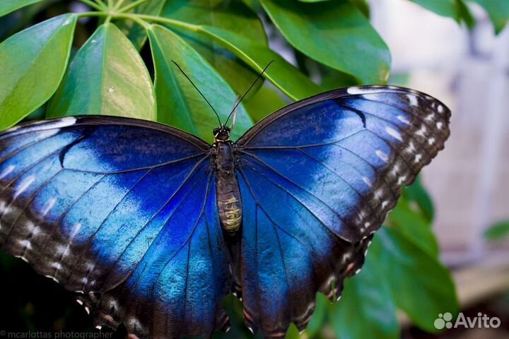 Детская Миниферма Тропических Бабочек ф/б-105