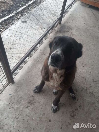 Собака в добрые руки отдам бесплатно