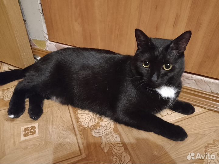 Кошечка в добрые руки