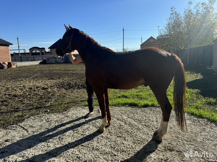 Лошадь жеребец