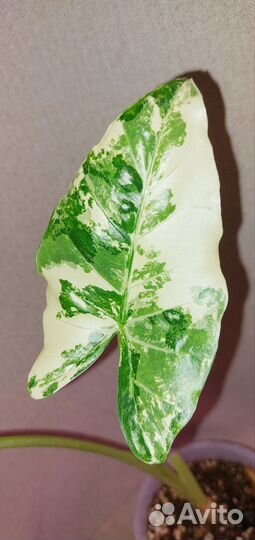 Алоказия machrorriza var детки