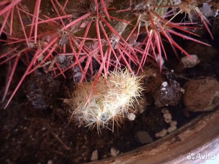 Кактусница