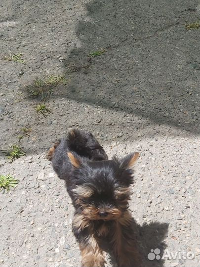 Щенки йорка