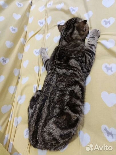 Шотландский кот вязка