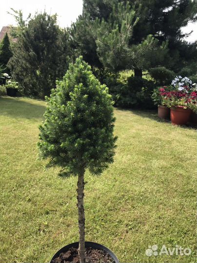 Коника на штамбе, вейгела, гортензии