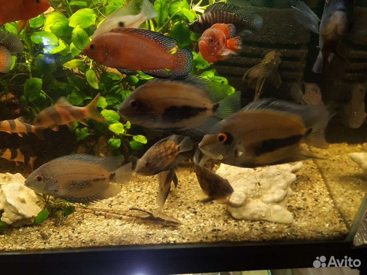Аквариумные рыбки