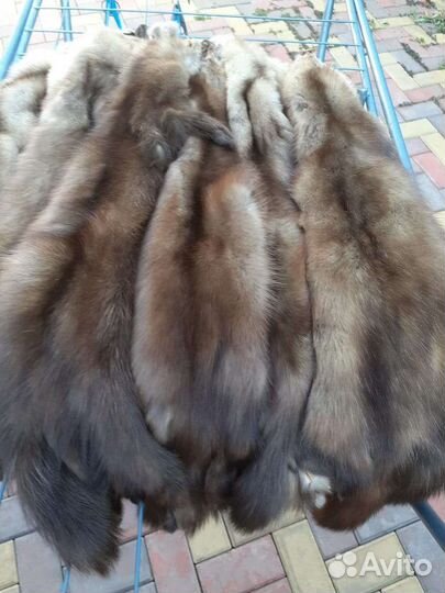 Шкуры соболя