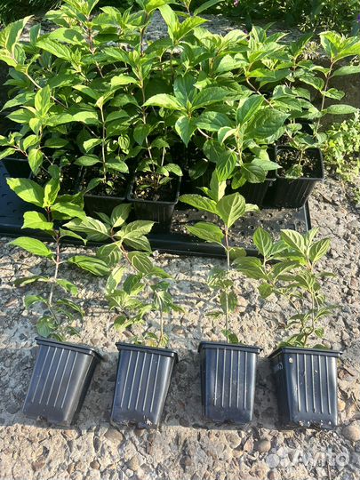 Гортензии метельчатые