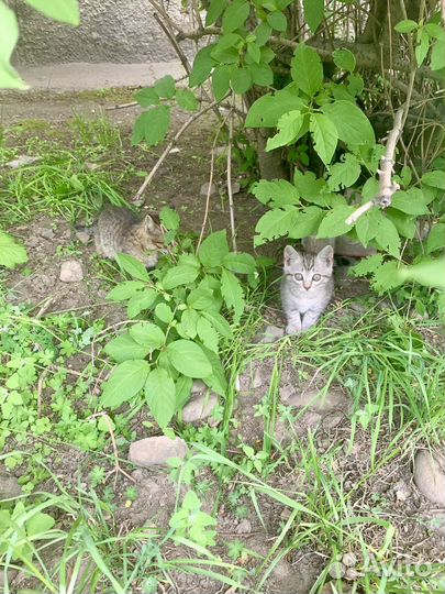 Котята в добрые руки даром