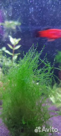 Аквариумные растения, мох