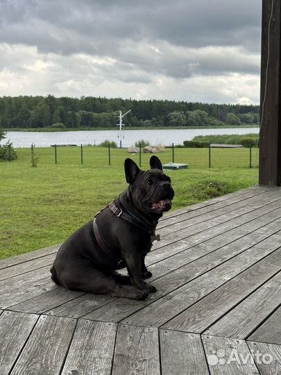 Французский бульдог голубой вязка