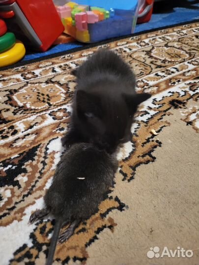 Отдам бесплатно в дар