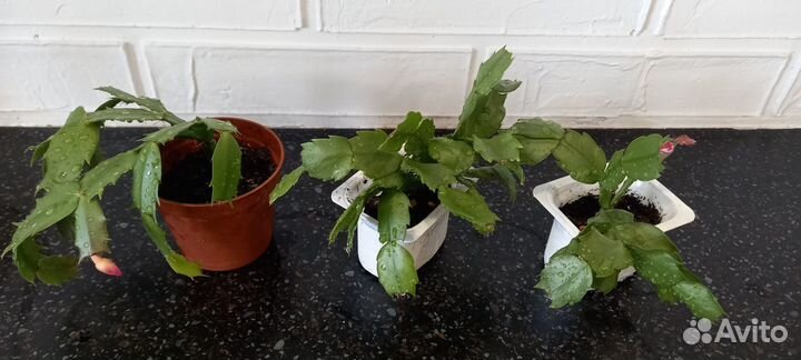 Декабрист (шлюмбергера)