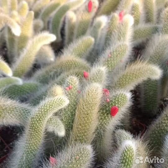 Редчайшие экземпляры кактусов