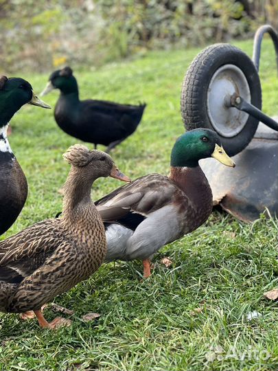 Утки башкирские