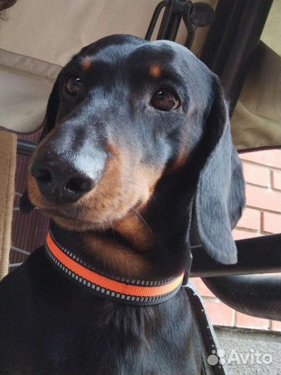 Такса кобель, вязка